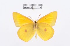 Colias christina by the Smithsonian. Used under a CC0 license.