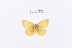 Colias eurytheme by the Smithsonian. Used under a CC0 license.