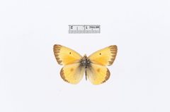 Colias eurytheme by the Smithsonian. Used under a CC0 license.
