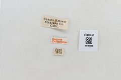 Colias eurytheme by the Smithsonian. Used under a CC0 license.