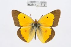 Colias eurytheme by the Smithsonian. Used under a CC0 license.