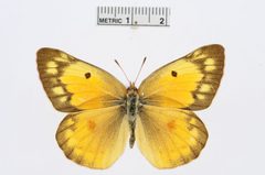 Colias eurytheme by the Smithsonian. Used under a CC0 license.