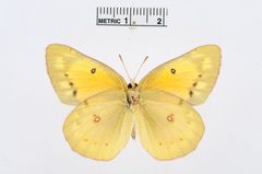 Colias eurytheme by the Smithsonian. Used under a CC0 license.