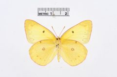 Colias harfordii by the Smithsonian. Used under a CC0 license.