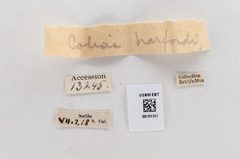 Colias harfordii by the Smithsonian. Used under a CC0 license.
