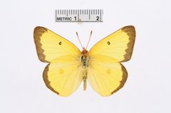 Colias harfordii by the Smithsonian. Used under a CC0 license.
