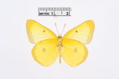 Colias harfordii by the Smithsonian. Used under a CC0 license.