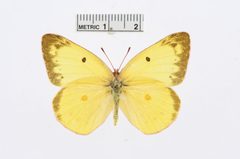 Colias harfordii by the Smithsonian. Used under a CC0 license.