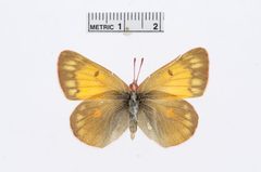 Colias hecla by the Smithsonian. Used under a CC0 license.