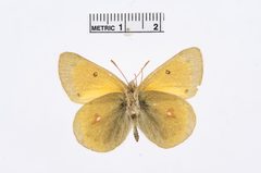 Colias hecla by the Smithsonian. Used under a CC0 license.