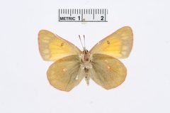 Colias hecla by the Smithsonian. Used under a CC0 license.