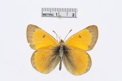 Colias hecla by the Smithsonian. Used under a CC0 license.