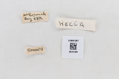 Colias hecla by the Smithsonian. Used under a CC0 license.