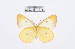 Colias interior by the Smithsonian. Used under a CC0 license.