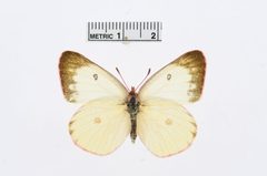 Colias interior by the Smithsonian. Used under a CC0 license.