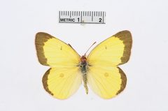 Colias interior by the Smithsonian. Used under a CC0 license.