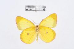 Colias interior by the Smithsonian. Used under a CC0 license.