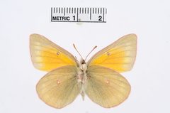 Colias meadii by the Smithsonian. Used under a CC0 license.