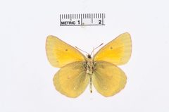 Colias meadii by the Smithsonian. Used under a CC0 license.