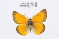 Colias meadii by the Smithsonian. Used under a CC0 license.