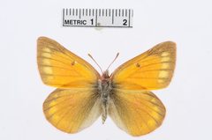 Colias meadii by the Smithsonian. Used under a CC0 license.