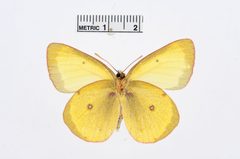 Colias occidentalis by the Smithsonian. Used under a CC0 license.