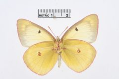 Colias occidentalis by the Smithsonian. Used under a CC0 license.