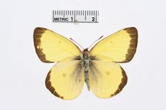 Colias occidentalis by the Smithsonian. Used under a CC0 license.
