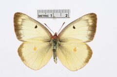 Colias occidentalis by the Smithsonian. Used under a CC0 license.