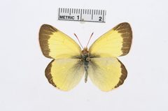 Colias palaeno by the Smithsonian. Used under a CC0 license.