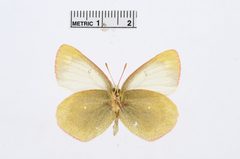 Colias palaeno by the Smithsonian. Used under a CC0 license.