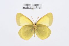 Colias palaeno by the Smithsonian. Used under a CC0 license.