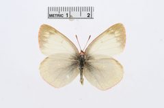 Colias palaeno by the Smithsonian. Used under a CC0 license.