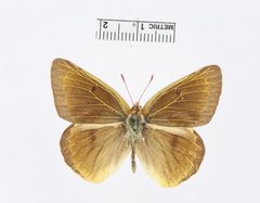 Colias philodice by the Smithsonian. Used under a CC0 license.