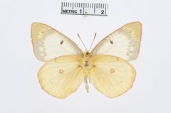 Colias philodice by the Smithsonian. Used under a CC0 license.
