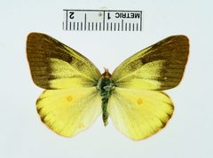 Colias philodice f. nigrofasciata by the Smithsonian. Used under a CC0 license.