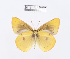 Colias philodice by the Smithsonian. Used under a CC0 license.