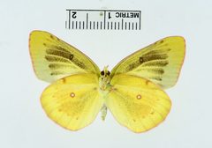 Colias philodice f. nigrofasciata by the Smithsonian. Used under a CC0 license.