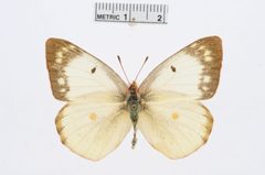 Colias philodice by the Smithsonian. Used under a CC0 license.