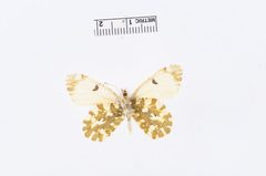 Euchloe ausonides by the Smithsonian. Used under a CC0 license.