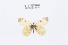 Euchloe ausonides by the Smithsonian. Used under a CC0 license.