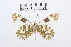 Euchloe hyantis by the Smithsonian. Used under a CC0 license.