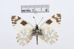 Euchloe hyantis by the Smithsonian. Used under a CC0 license.