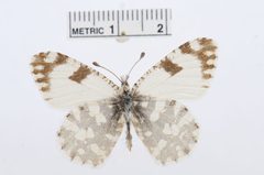 Euchloe hyantis by the Smithsonian. Used under a CC0 license.