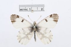 Euchloe olympia by the Smithsonian. Used under a CC0 license.