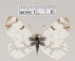 Euchloe olympia by the Smithsonian. Used under a CC0 license.