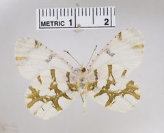Euchloe olympia by the Smithsonian. Used under a CC0 license.