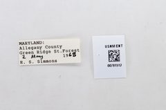 Euchloe olympia by the Smithsonian. Used under a CC0 license.