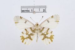 Euchloe olympia by the Smithsonian. Used under a CC0 license.