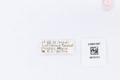 Eurema albula by the Smithsonian. Used under a CC0 license.